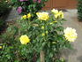 Friedensgedächtnispark Hiroshima rose photo