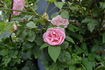 Margaret Turnbull rose photo