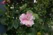 Margaret Turnbull rose photo