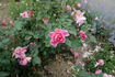 Sheila Bellair rose photo