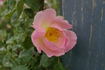 Gwen Nash rose photo