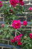 Janet Morrison rose photo