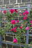 Janet Morrison rose photo