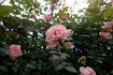 Patio Pearl ™ rose photo