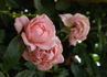 Patio Pearl ™ rose photo