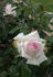 Alice rose photo