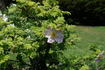 <i>Rosa</i> x <i>micrugosa</i> rose photo