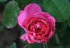 Baron de Gossard rose photo