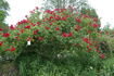 Orange Triumph, Cl. rose photo