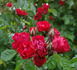 Orange Triumph, Cl. rose photo
