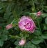 <i>Rosa virginiana plena</i> rose photo
