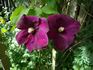 Rouge Cardinal clematis photo