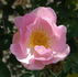 Gwen Nash rose photo