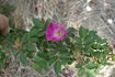 <i>Rosa banksiopsis</i> Baker rose photo