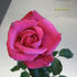 Susan Barry rose photo