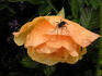 Alison 2000 rose photo