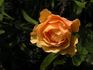 Alison 2000 rose photo