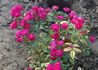 Miss G. Mesman rose photo