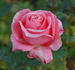 Silberzauber rose photo