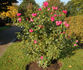 Bad Ems rose photo