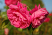 Bad Ems rose photo