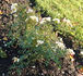 BV Borussia rose photo