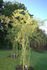 Euterpe rose photo