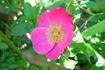 Ramirez-QX7 rose photo