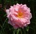 Fragrant Cloud x <i>Rosa carolina</i> rose photo