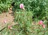 Fragrant Cloud x <i>Rosa carolina</i> rose photo