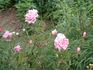 Fragrant Cloud x <i>Rosa carolina</i> rose photo