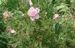 Fragrant Cloud x <i>Rosa carolina</i> rose photo
