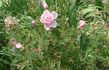 Fragrant Cloud x <i>Rosa carolina</i> photos photo