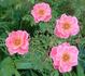 MR1 rose photo
