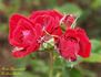Impeccable rose photo