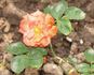Caline rose photo