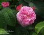 Soleil Brillant rose photo