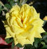 Golden Angel rose photo