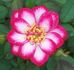 Circus Clown rose photo