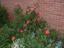 MR1 rose photo