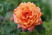 31-06-03 rose photo