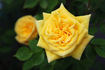 Golden Angel rose photo