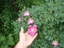 <i>Rosa rugosa x Rosa glauca</i> rose photo