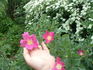 <i>Rosa rugosa x Rosa glauca</i> rose photo
