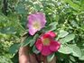 <i>Rosa rugosa x Rosa glauca</i> rose photo
