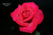 Blake Hedrick rose photo