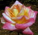 Dreamward rose photo