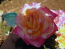 Dreamward rose photo