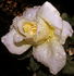 Golden Age rose photo