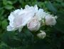 Madame Fortunée Besson rose photo